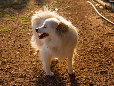Appena entrati veniamo subito accolti in maniera festosa da alcuni ospiti. Tra questi c�� Carletto, un cagnolino bianco che ha solo tre zampe